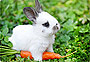 Potřeby pro králíky