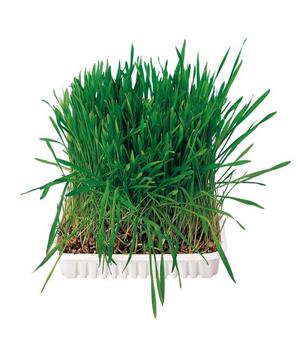 Tráva pro hlodavce v misce TRIXIE