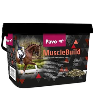 Pavo Muscle Build