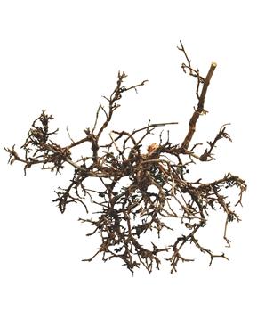 Levně Lucky Reptile Desert Bushes Přírodní cca 15-20 cm