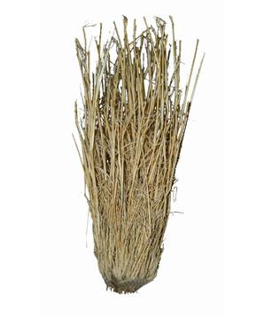 Levně Lucky Reptile Grass Bushes 25-40 cm