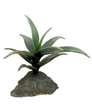 Levně Lucky Reptile-Sukulenty Tiger Aloe, cca 8 cm