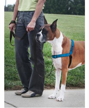 Levně PetSafe postroj, EasyWalk Deluxe, modrý, velikost L