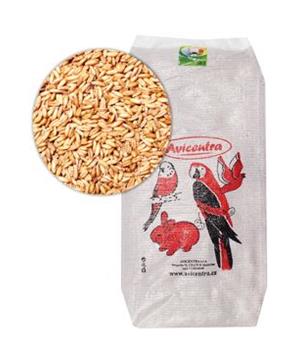 Levně Avicentra oves nahý 1 kg
