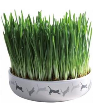 Levně Keramická miska na trávu pro kočky, 50 g travní semeno 15x4 cm