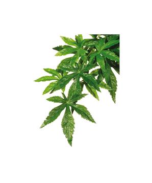 Rostlina EXO TERRA Abuliton