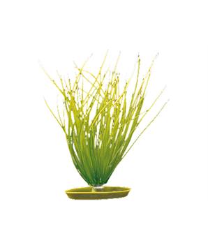 Rostlina MARINA Hairgrass