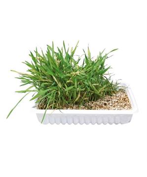 Levně Tráva pro kočku v misce TRIXIE 100 g