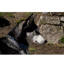 Obojek Roam vel. M - Black Obojek Roam vel. M - Black