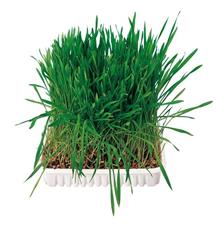 Tráva pro hlodavce v misce TRIXIE 100g TRIXIE Tráva pro hlodavce v misce TRIXIE 100g TRIXIE