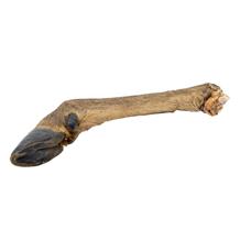 Jelení noha s kožešinou 1ks/43-49cm