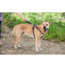 Karlie Bezpečnostní postroj do auta S/M 38-60cm x 25mm Karlie Bezpečnostní postroj do auta S/M 38-60cm x 25mm