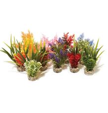 Rostlina Nano Fiesta Rosewood 14cm Rostlina Nano Fiesta Rosewood 14cm