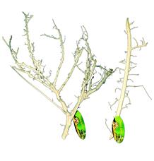 Lucky Reptile Coral Wood 30-50 cm Lucky Reptile Coral Wood 30-50 cm