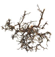 Lucky Reptile Desert Bushes Vybělené cca 25-40 cm