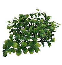 Lucky Reptile Turtle Plants Bacopa cca 40 cm