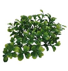 Lucky Reptile Turtle Plants Bacopa cca 40 cm Lucky Reptile Turtle Plants Bacopa cca 40 cm