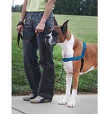 PetSafe postroj, EasyWalk Deluxe, modrý, velikost L