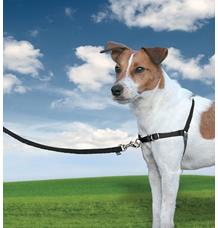 Postroj EasyWalk , černý S Postroj EasyWalk , černý S