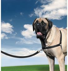 Postroj EasyWalk , černý XL Postroj EasyWalk , černý XL