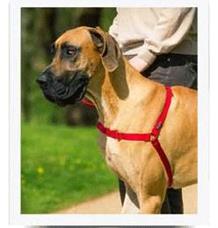 PetSafe postroj, EasyWalk, červený, velikost L PetSafe postroj, EasyWalk, červený, velikost L