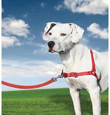 Postroj EasyWalk , červený M Postroj EasyWalk , červený M