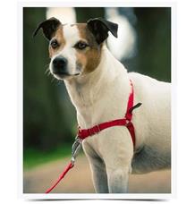 Postroj EasyWalk , červený S Postroj EasyWalk , červený S