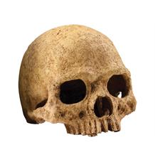 Dekorace EXO TERRA lidská lebka 1 ks Dekorace EXO TERRA lidská lebka 1 ks
