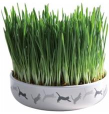 Keramická miska na trávu pro kočky, 50 g travní semeno 15x4 cm