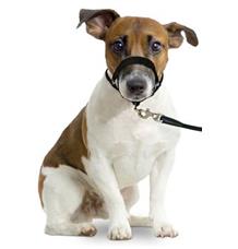 Ohlávka proti táhnutí Easy leader černá L Ohlávka proti táhnutí Easy leader černá L