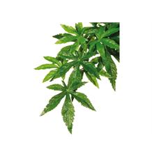 Rostlina EXO TERRA Abuliton velká 80 cm Rostlina EXO TERRA Abuliton velká 80 cm