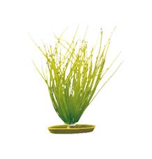 Rostlina MARINA Hairgrass 20 cm Rostlina MARINA Hairgrass 20 cm