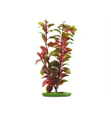 Rostlina MARINA Red Ludwigia