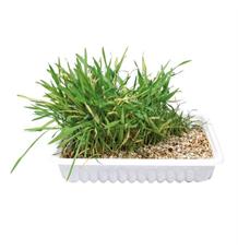 Tráva pro kočku v misce TRIXIE 100 g Tráva pro kočku v misce TRIXIE 100 g
