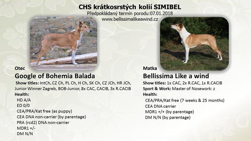 Štěňátka krátkosrsté kolie s PP