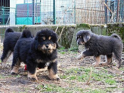 Tibetská doga