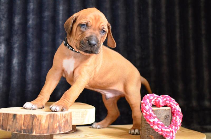 Rhodéský ridgeback štěňátka s PP