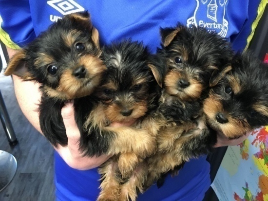 jorkshire terrier s PP