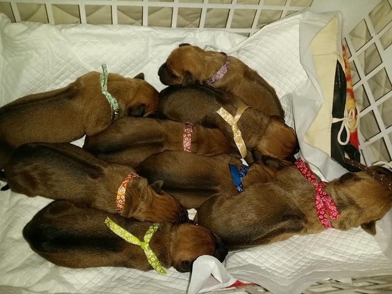 Rhodéský ridgeback s PP