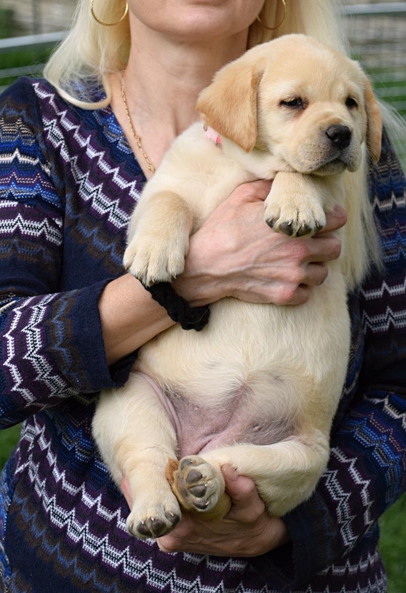 Krásná štěňátka labradorů