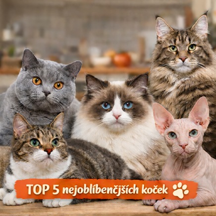 Nejoblíbenější kočičí plemena v Česku