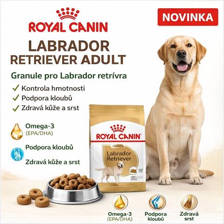 Labrador Retriever Adult