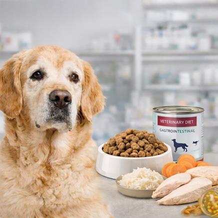 Gastro dieta pro psa při průjmu