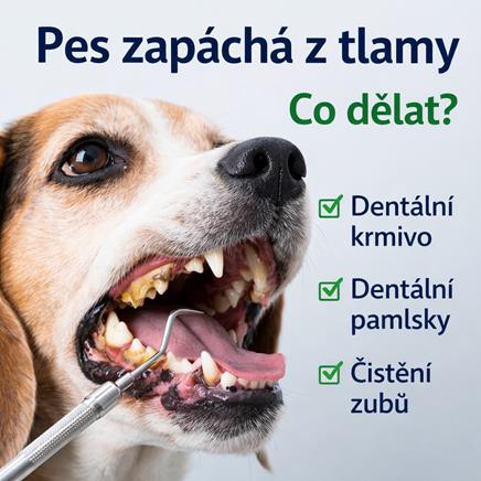 Dieta pro psa na zuby (Dental)