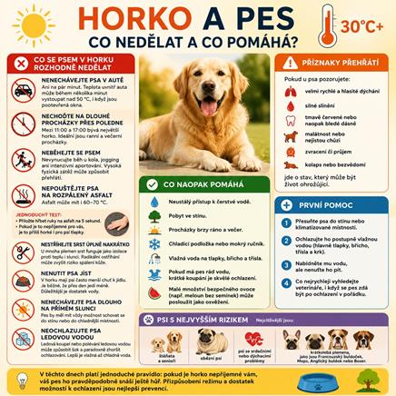 Co se psem v horku rozhodně nedělat