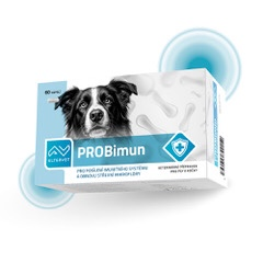 PROBimun pro psy: proč podporovat střevní mikroflóru a imunitu?